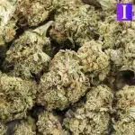 lap dance a wholesale