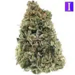 Lazy Train A - Indica