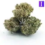 Lazy Train A - Indica - Image 2