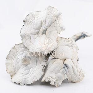 albino zilla magic mushroom three