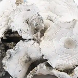 Wholesale - Shrooms - Albino Zilla