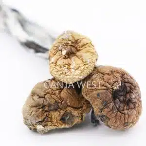 trinity magic mushroom three