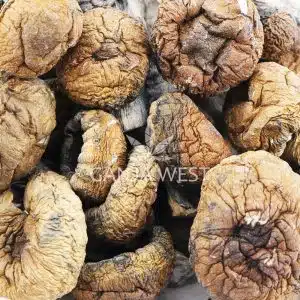 Wholesale - Shrooms - Trinity