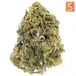 Nepali Pink AA - Sativa