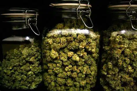 cannabis storage storing potency