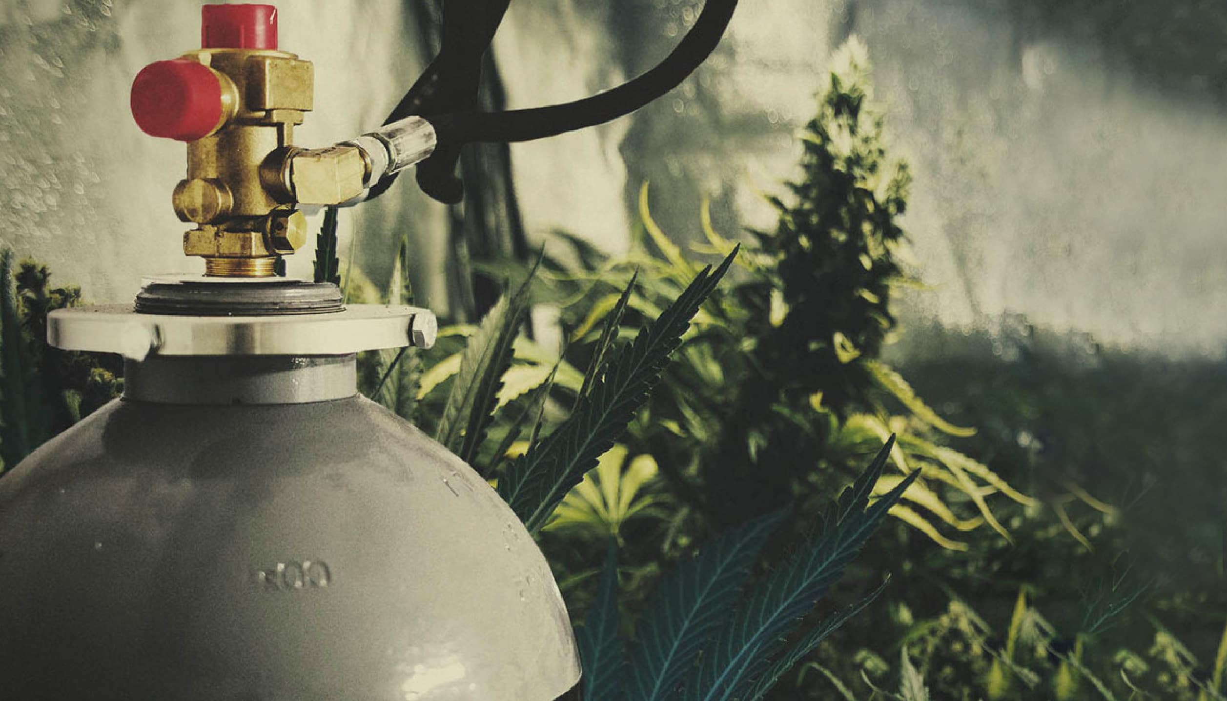 How CO2 Levels Affect Marijuana Growth Ganja West Dispensary