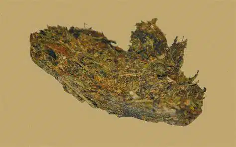 dry old weed