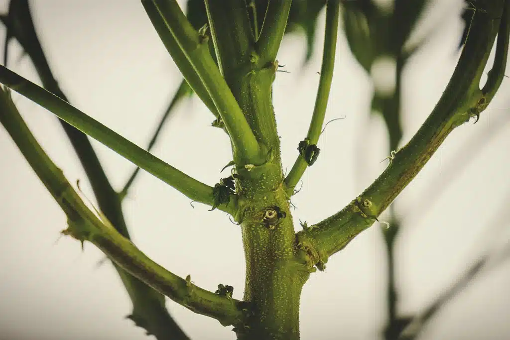 marijuana stems