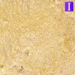 brownie scout live resin crop