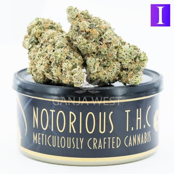 Notorious THC Craft - Blue Cookies (7 Grams)