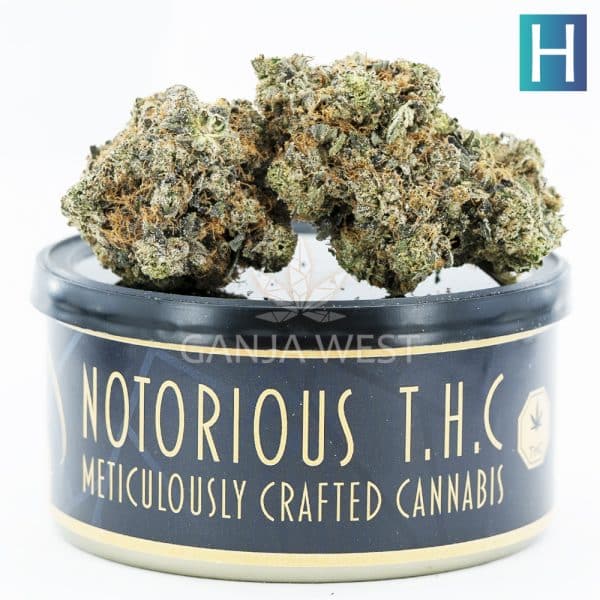 Notorious THC Craft - Tiger Punch (7 Grams)