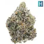 Goji Gushers Craft - Hybrid
