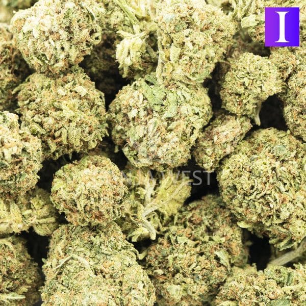 Wholesale - Indiana BubbeGum - AA