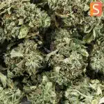 island haze a wholesale