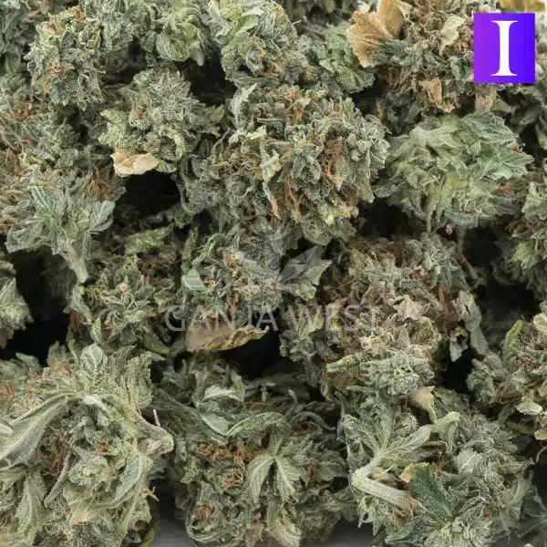 jungle punch a wholesale