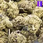 King's Kush AA Wholesale