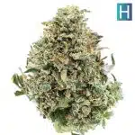 Super Kush A - Hybrid