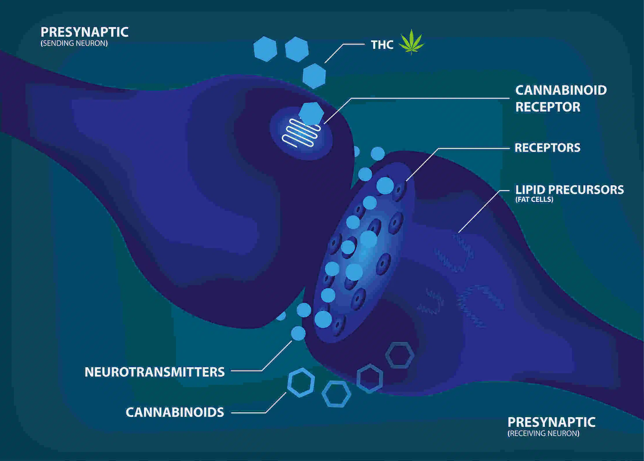 dopamine brain