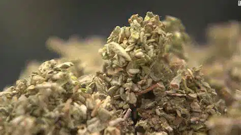 synthetic cannabis risks