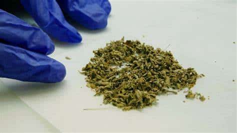 The Dangers Of Synthetic Cannabis - Ganja West Dispensary