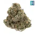 Cali Orange Bud AAA - Hybrid