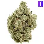 Pink Anxiety AA - Indica