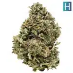 Rock Tuna AA - Hybrid