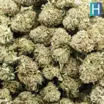 Rock Tuna AA - Hybrid - Image 3