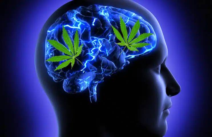 developing brain weed