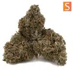 Dirty Little Secret A - Sativa - Image 2