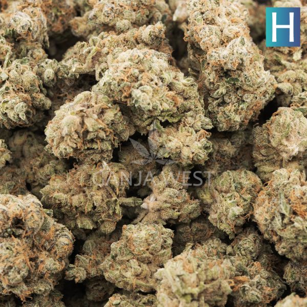 Gorilla Snacks AAA - Hybrid - Ganja West Online Dispensary.