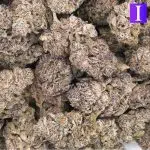 Wholesale - Purple Nuken - Craft