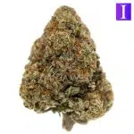G13 Widow AAA - Indica