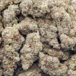 Galactic Death Star AAAA - Indica - Image 3