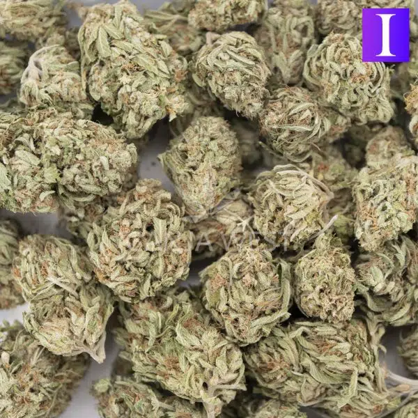 Wholesale - Blueberry - A