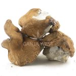 Wholesale Shrooms - Blue Meanies - Image 2