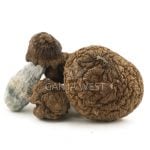 Shrooms - Tidal Wave