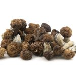 Wholesale - Shrooms - Tidal Wave