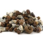 Wholesale Shrooms - Vietnamese