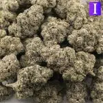 Wholesale - Gorilla Crush - AAAA