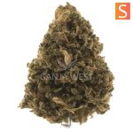 Raspberry Diesel A - Sativa