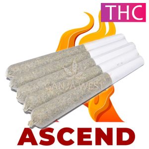 Ascend - VVS Chem - Pre-Rolled Joints (1G)