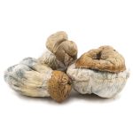 Shrooms - Gold Member