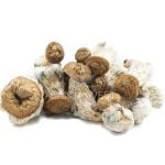 Shrooms - Gold Member - Image 2