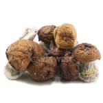 Wholesale - Shrooms - King Kong