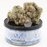 Bundle – Welcome Pack Tuna Can (7 Grams)