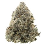 Cement Shoes Craft - Indica