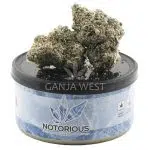 Bundle – Welcome Pack Tuna Can (7 Grams) - Image 3