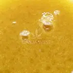 Sauce - Mango Crush - Sativa - Image 2