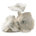 Shrooms - Atlantic Treasure Coast